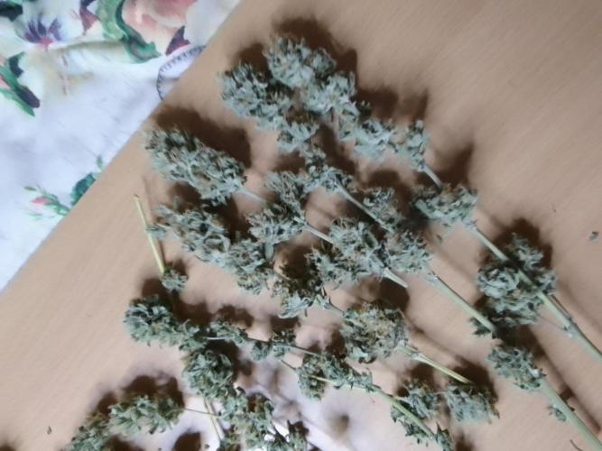 SUNSET SHERBET GO FAST. Week 16