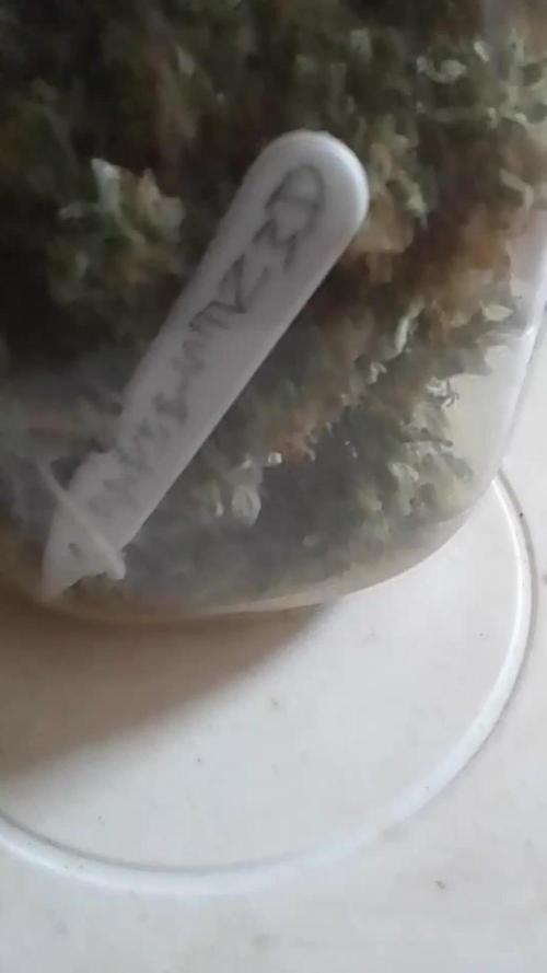 AMNESIA HAZE GO FAST kannabia seed's