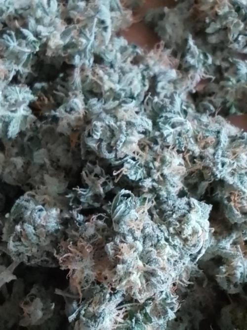 AMNESIA HAZE GO FAST kannabia seed's. Week 16