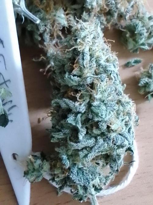 AMNESIA HAZE GO FAST kannabia seed's. Week 16