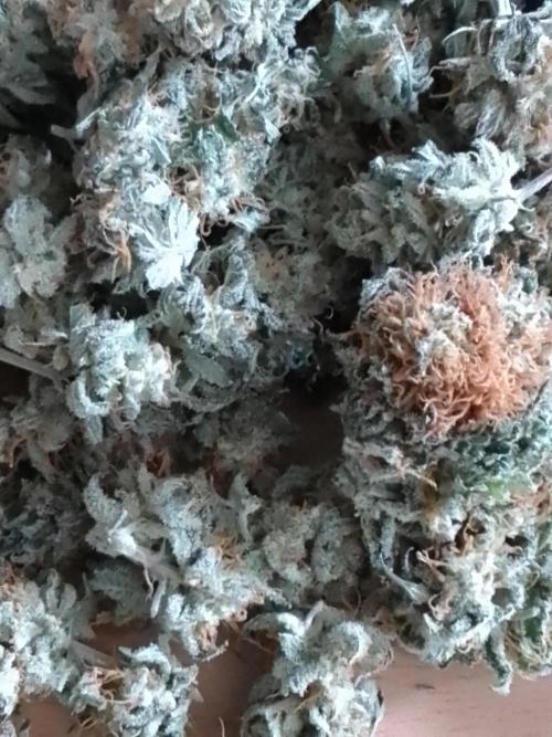 AMNESIA HAZE GO FAST kannabia seed's. Week 16