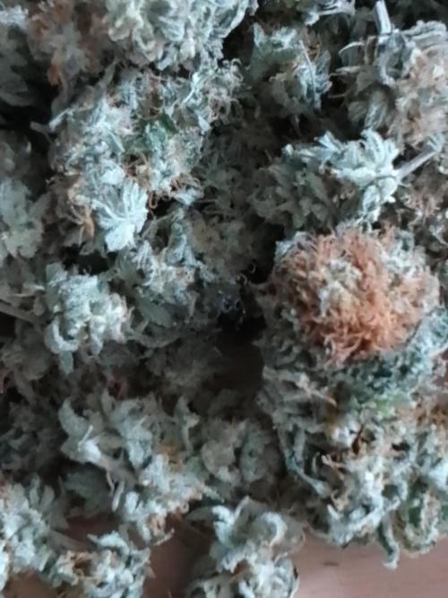AMNESIA HAZE GO FAST kannabia seed's. Week 16