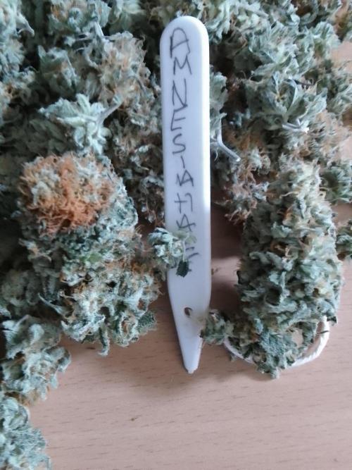 AMNESIA HAZE GO FAST kannabia seed's. Week 16