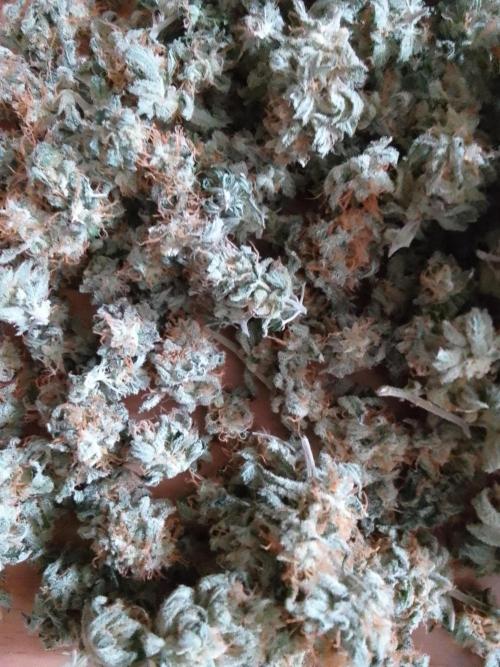 AMNESIA HAZE GO FAST kannabia seed's. Week 16