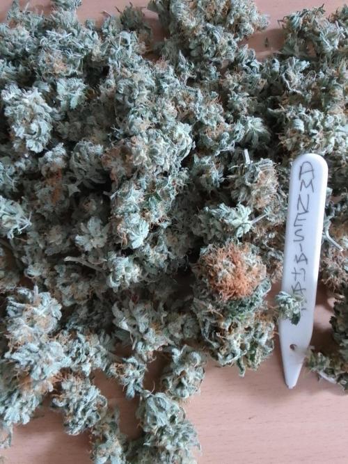 AMNESIA HAZE GO FAST kannabia seed's. Week 16