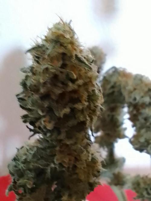 AMNESIA HAZE GO FAST kannabia seed's. Week 16