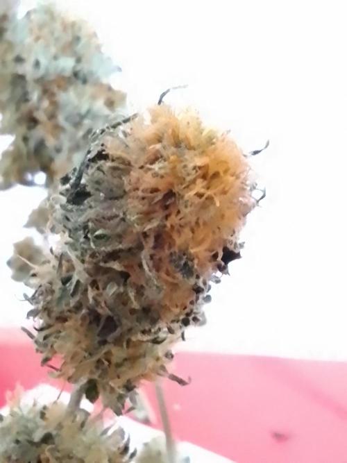 AMNESIA HAZE GO FAST kannabia seed's. Week 16