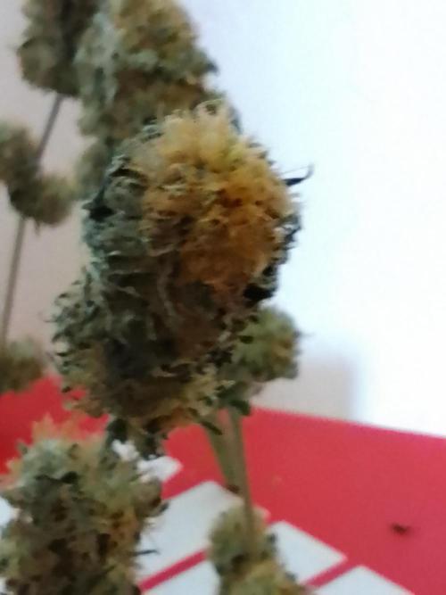 AMNESIA HAZE GO FAST kannabia seed's. Week 16