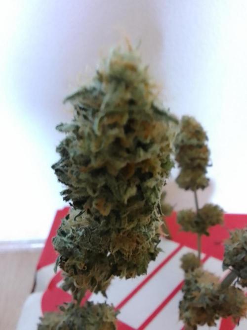 AMNESIA HAZE GO FAST kannabia seed's. Week 16