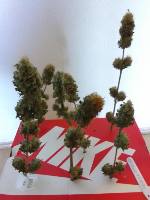 AMNESIA HAZE GO FAST kannabia seed's. Week 16