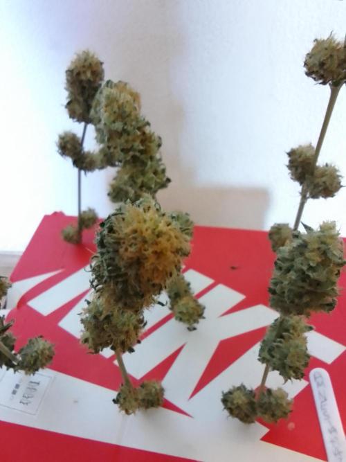AMNESIA HAZE GO FAST kannabia seed's. Week 16