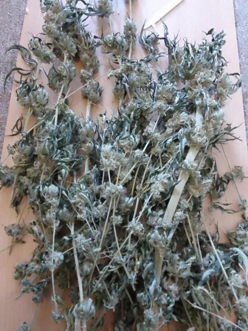 AMNESIA HAZE GO FAST kannabia seed's. Week 16
