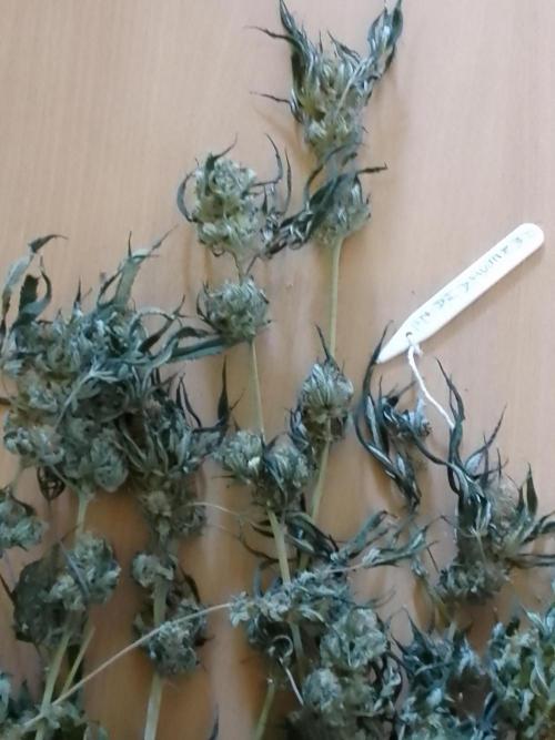 AMNESIA HAZE GO FAST kannabia seed's. Week 16