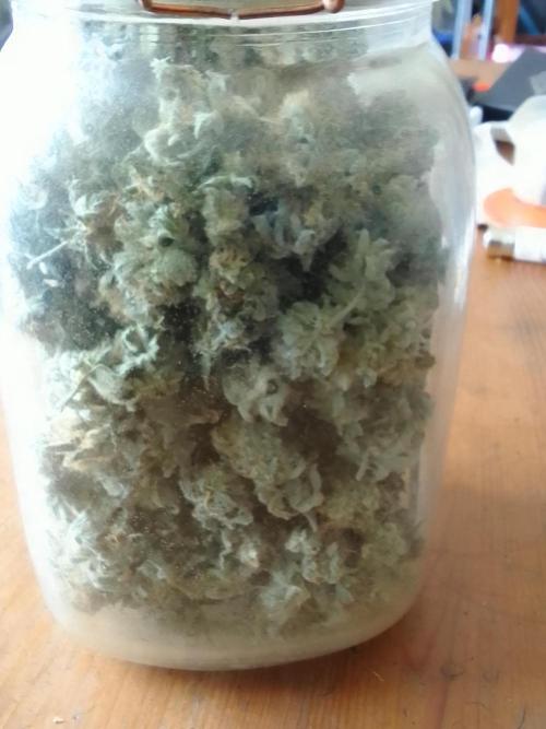 CANDY CREAM GO FAST. Week 16