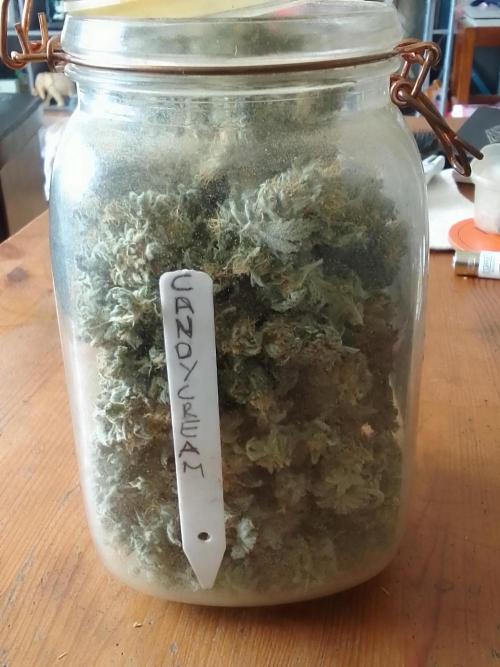 CANDY CREAM GO FAST. Week 16