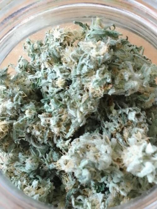 CANDY CREAM GO FAST. Week 16