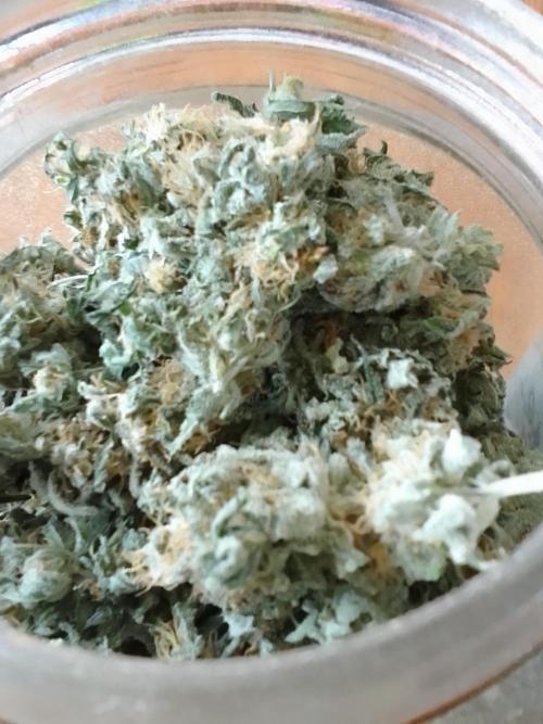 CANDY CREAM GO FAST. Week 16