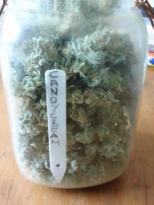 CANDY CREAM GO FAST. Week 16