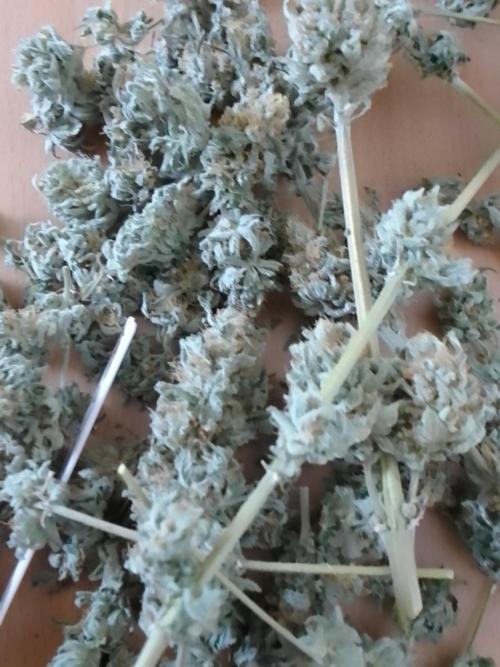 CANDY CREAM GO FAST. Week 16