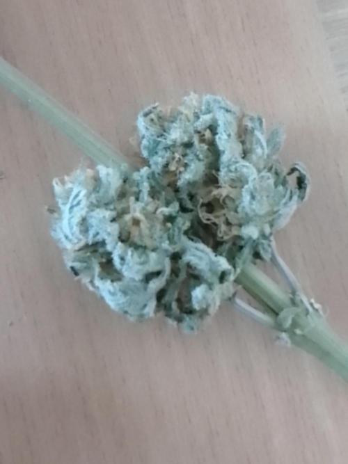 CANDY CREAM GO FAST. Week 16