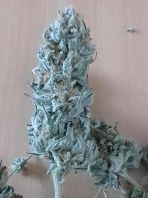 CANDY CREAM GO FAST. Week 16