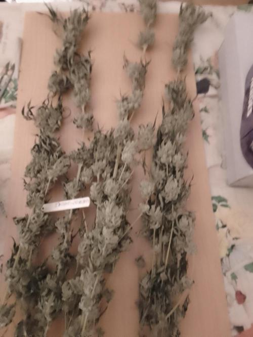 CANDY CREAM GO FAST. Week 16