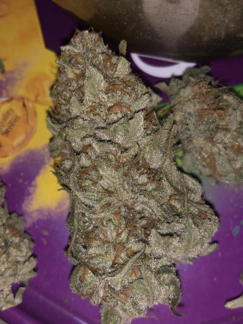 PURE SKUNK . Week 16