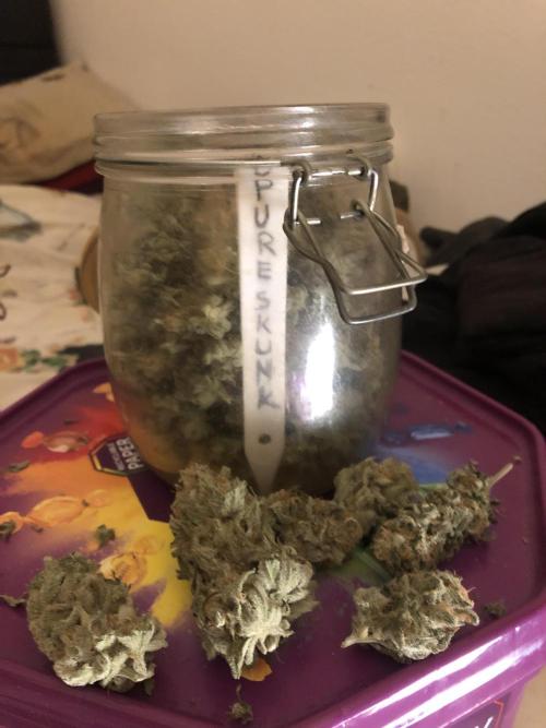 PURE SKUNK . Week 16