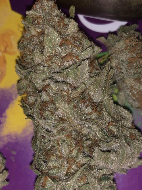 PURE SKUNK . Week 16