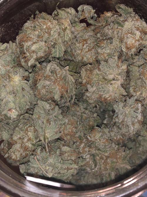 PURE SKUNK . Week 16