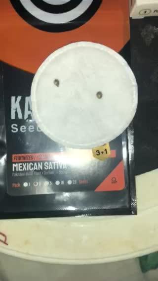 MEXICAN SATIVA