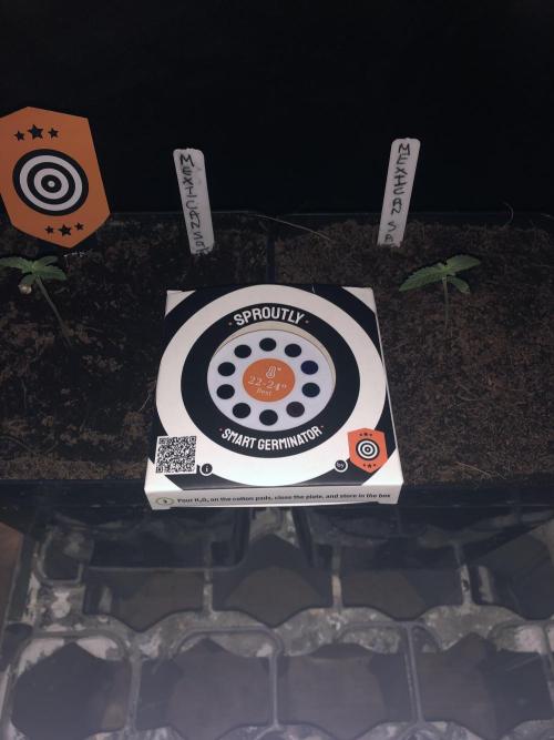 CLEMENTINE SLUSH. Week 1