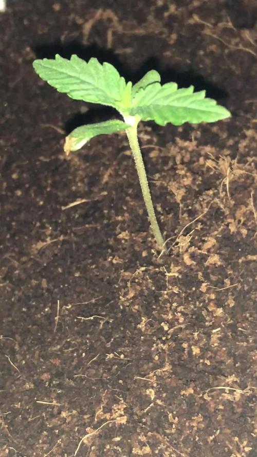 CLEMENTINE SLUSH