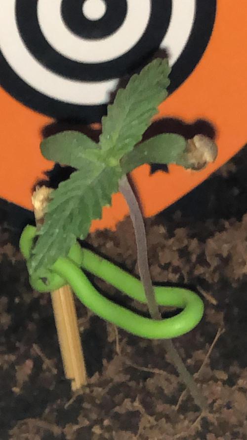 CLEMENTINE SLUSH. Week 1