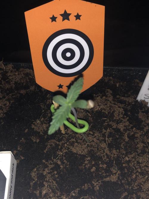 CLEMENTINE SLUSH. Week 1