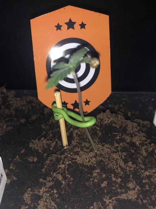 CLEMENTINE SLUSH. Week 1