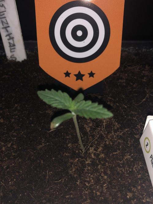 CLEMENTINE SLUSH. Week 1