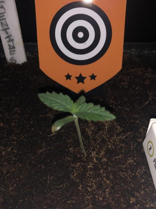 CLEMENTINE SLUSH. Week 1