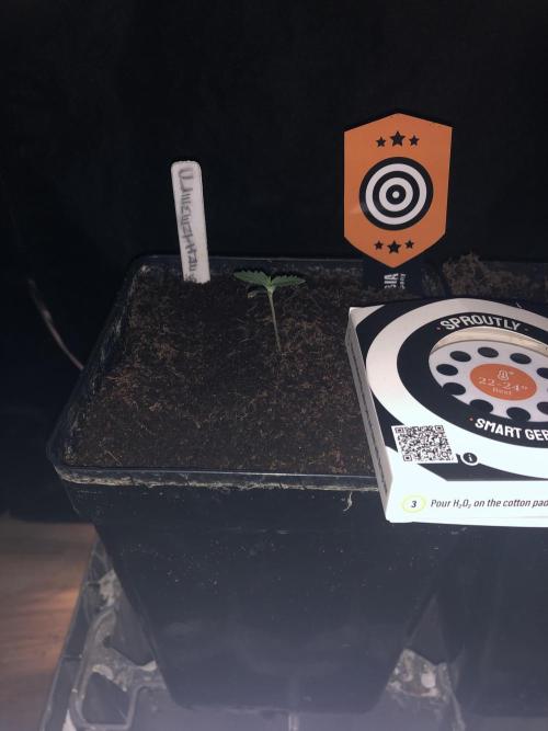 CLEMENTINE SLUSH. Week 1