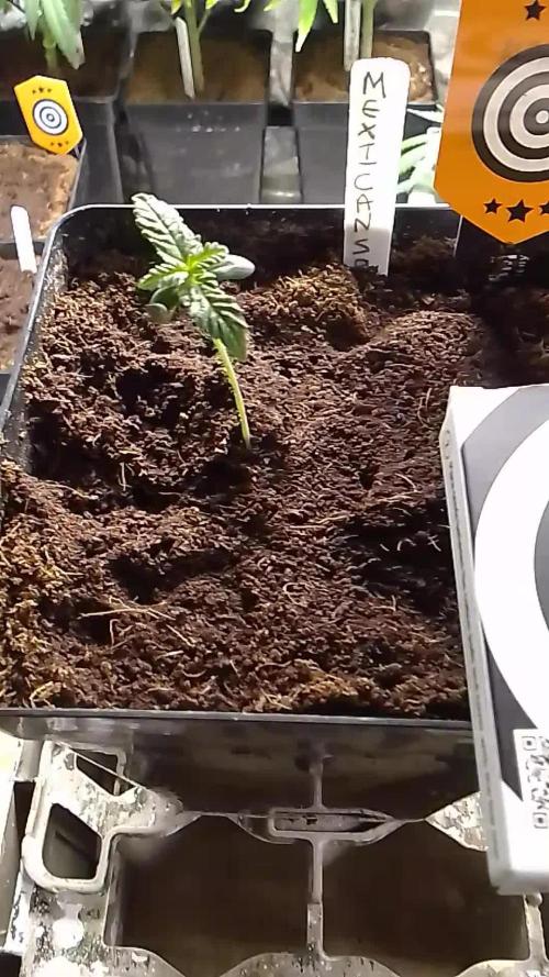 MEXICAN SATIVA