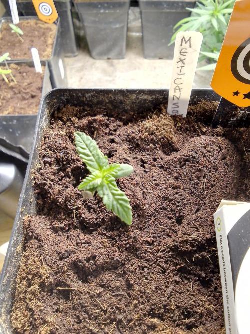 MEXICAN SATIVA. Week 1