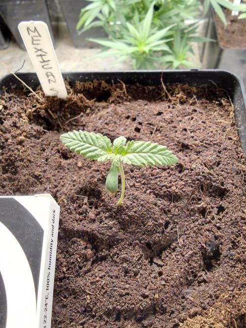 MEXICAN SATIVA. Week 1