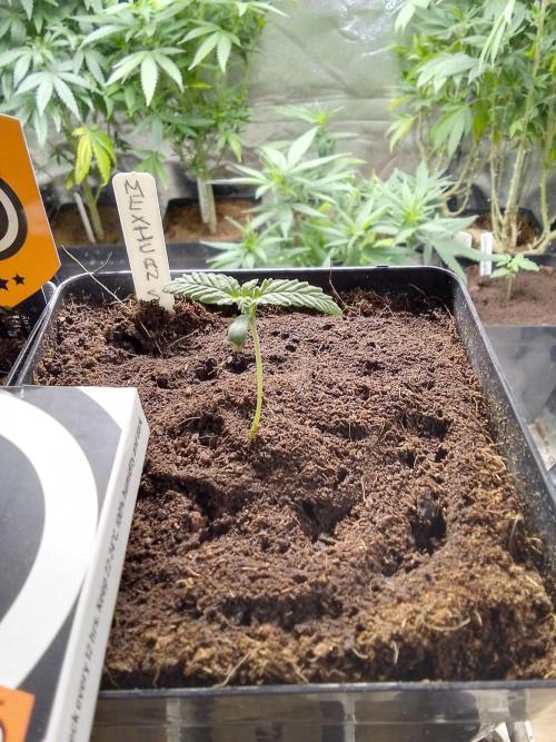 MEXICAN SATIVA. Week 1