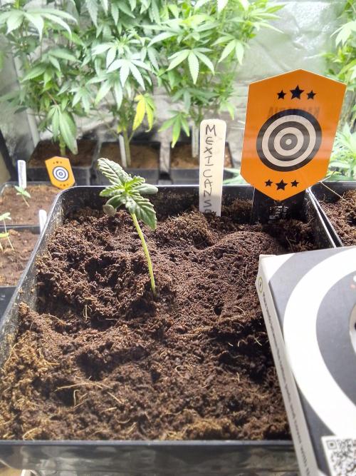 MEXICAN SATIVA. Week 1