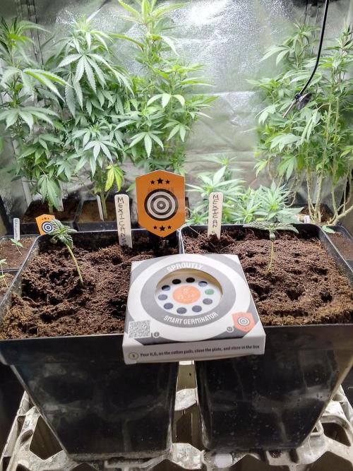 MEXICAN SATIVA. Week 1