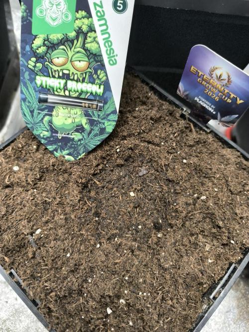 Eternity Grow Cup 2026. Week 0