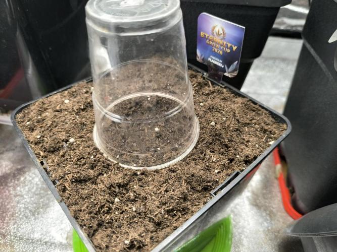 Eternity Grow Cup 2026. Week 0