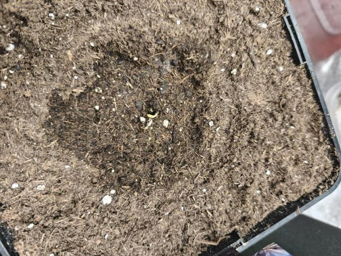 Eternity Grow Cup 2026 -Sticky Broccoli. Week 0