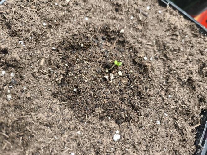 Eternity Grow Cup 2026 -Sticky Broccoli. Week 0