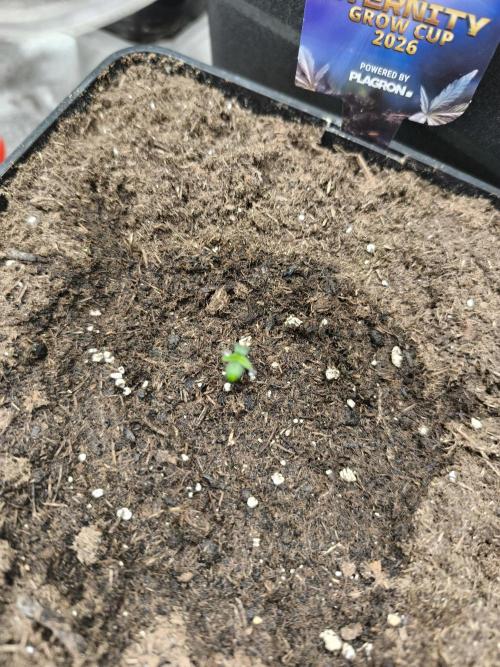 Eternity Grow Cup 2026 -Sticky Broccoli. Week 1